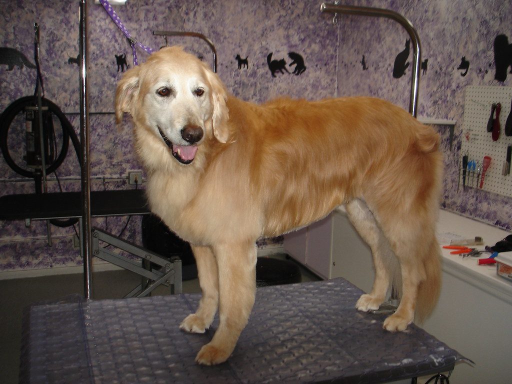 Chien accueilli sur la table de toilettage avant sa séance de bain