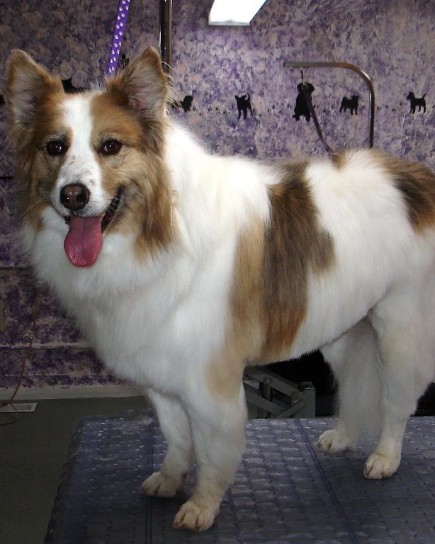 Chien calme sur la table de toilettage, langue tirée, détendu pendant sa séance