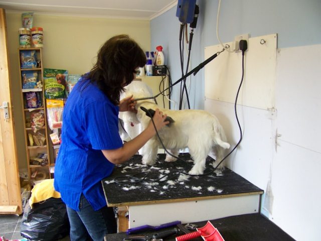 Toiletteuse en train de tondre le pelage d'un chien blanc sur la table de toilettage
